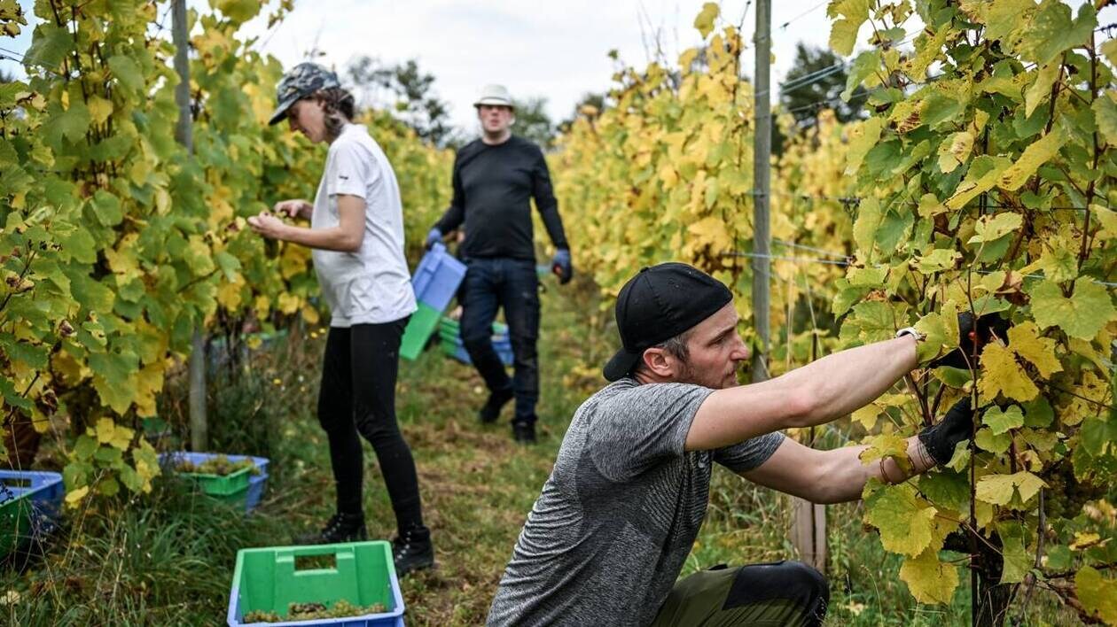 Échanges B2B viticoles